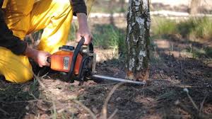 Professional Tree Services in Millbrook, AL