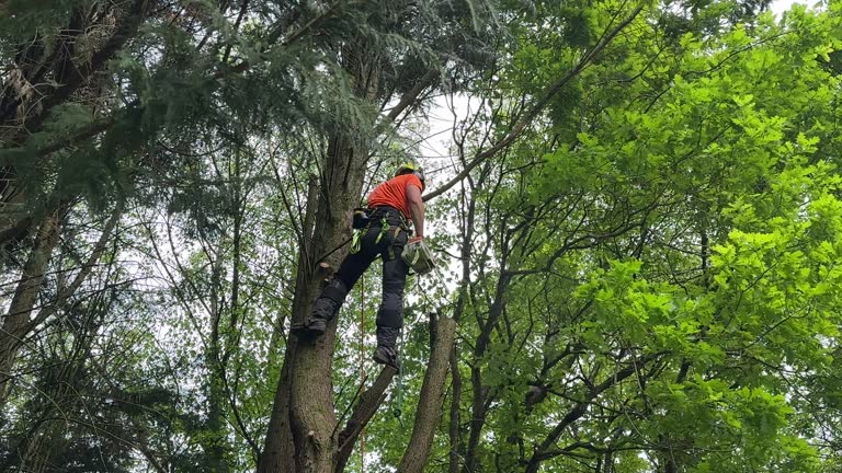 How Our Tree Care Process Works  in Millbrook, AL